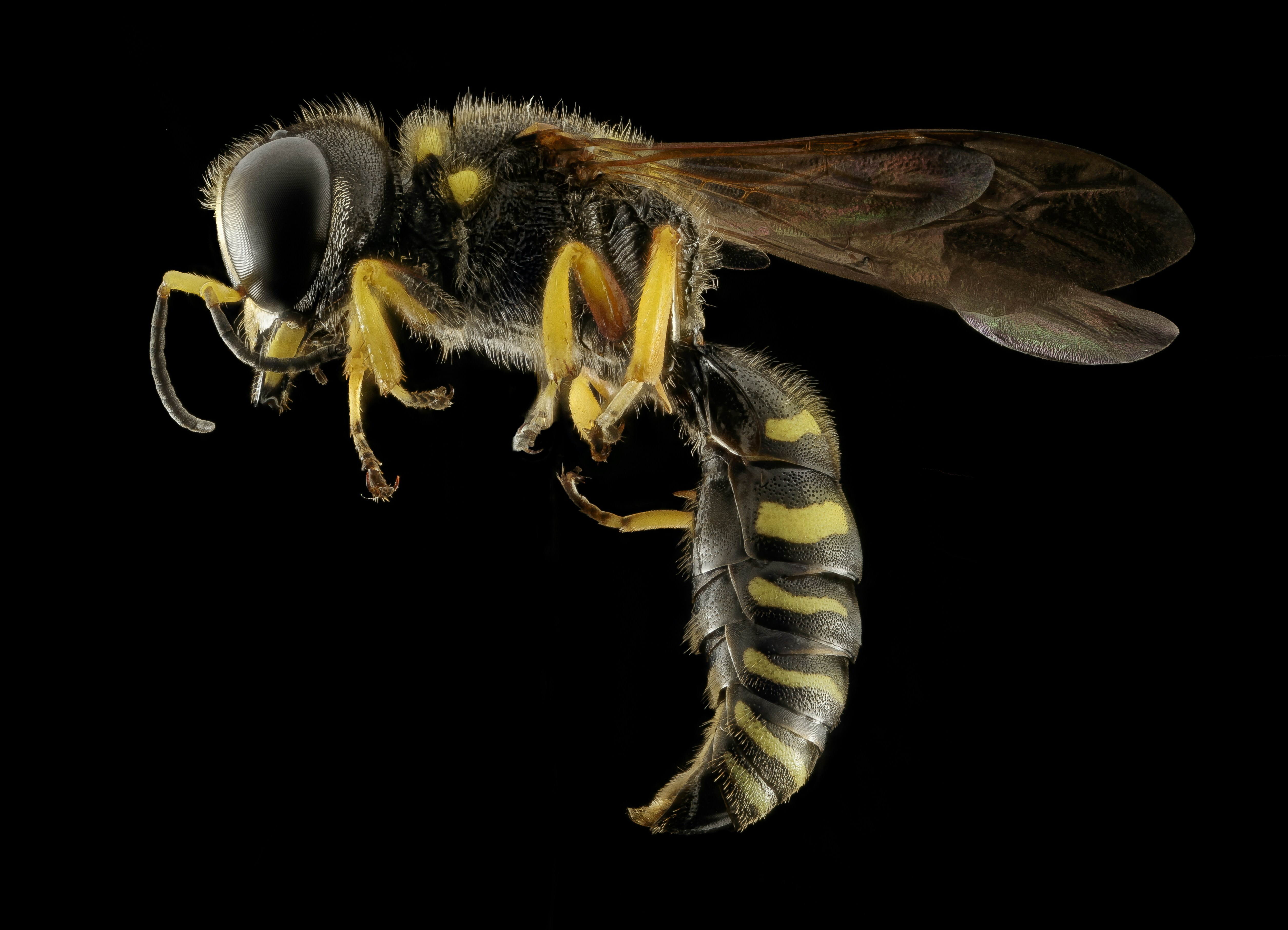 Wasp on black background