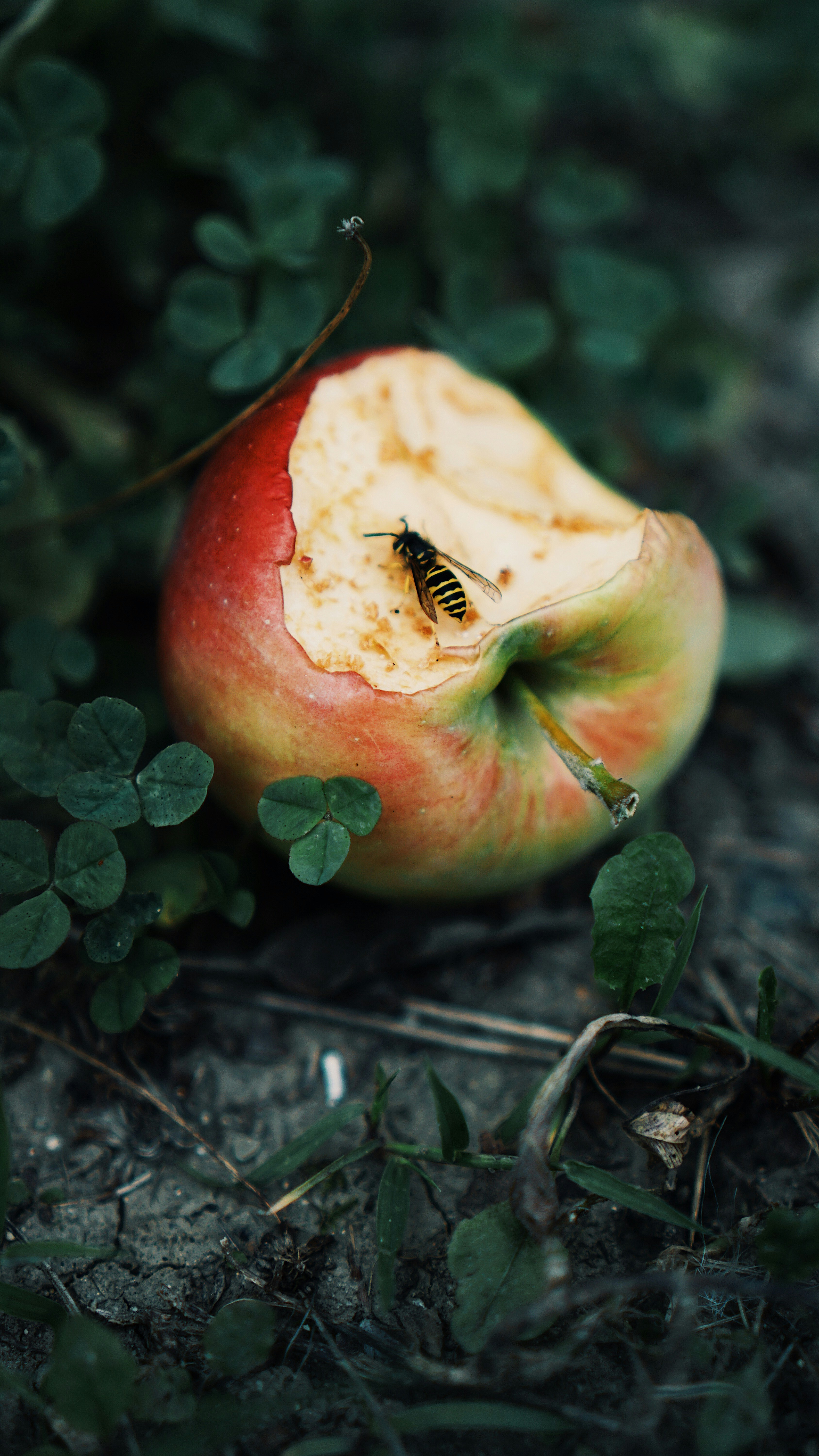 Wasp on a partially eaten apple