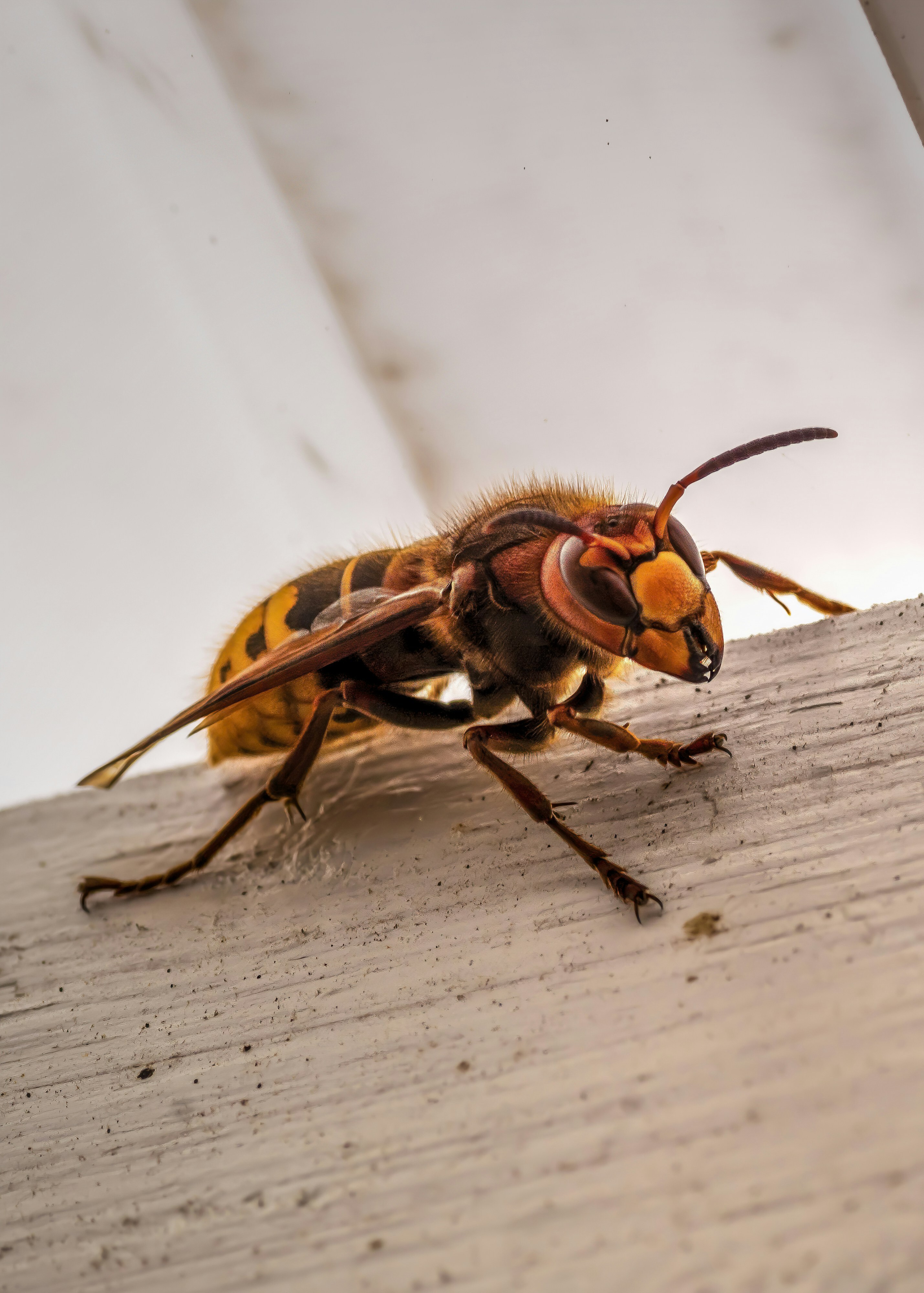 Wasp on a wooden railing